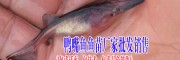 云南特色魚苗價(jià)格是多少