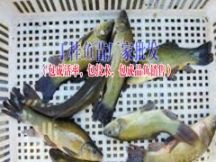 四川省眉山市豐收水產(chǎn)魚苗特點與價格(附價格表)圖3