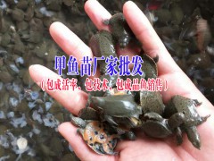 胭脂魚苗8到10公分多少一尾_ 四川省眉山市豐收水產魚苗圖3