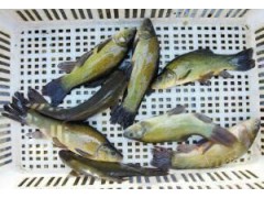 丁桂魚價(jià)格#丁桂魚苗多少錢一條？圖1