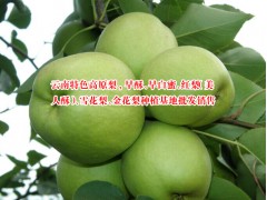 西南地區(qū)白蜜梨供應商/早白蜜梨水果特產(chǎn)/早白蜜梨市場圖2