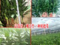 富貴竹是什么?什么是觀音竹/何花竹?