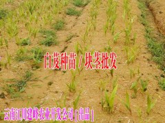 白芨價格#2017云南白芨供不應(yīng)求圖2