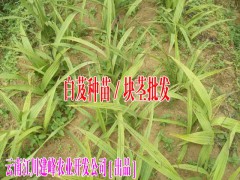 白芨價格#2017云南白芨供不應(yīng)求圖3