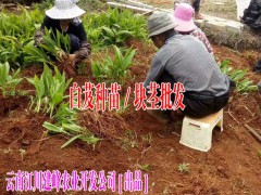 云南江川哪里的白芨小苗銷售#今日玉溪江川白芨價格圖2