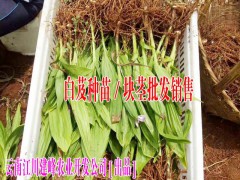 白芨豐產(chǎn)種植技術(shù)#白芨技術(shù)咨詢專家圖2