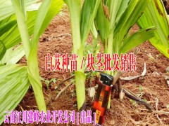 白芨豐產(chǎn)種植技術(shù)#白芨技術(shù)咨詢專家圖3