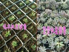 昆明多肉植物哪里可以批發(fā)圖3