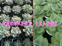 云南多肉植物哪里多|云南多肉植物多少錢?圖3