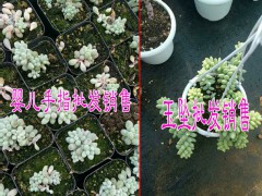 云南品種多的肉肉植物基地|昆明多肉植物種植研究基地|圖3