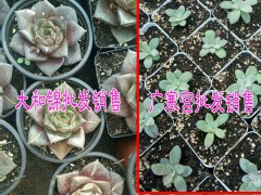 云南多肉植物批發(fā)市場|云南多肉植物價(jià)格表|圖2