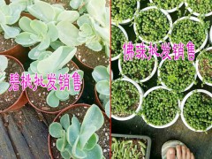 云南品種多的肉肉植物基地|圖2