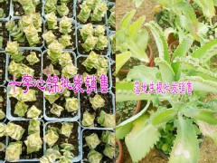 熊童子肉肉植物多少錢(qián)？熊童子多肉植物批發(fā)廠家圖2