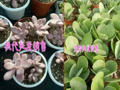 熊童子肉肉植物多少錢圖1