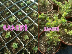 昆明多肉植物培育公司#肉肉植物自產(chǎn)自銷(xiāo),品種齊全,圖2