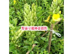 云南哪里野蠶豆根種苗銷售| 產(chǎn)地紅河野蠶豆根批發(fā)基地|圖2