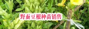 野蠶豆根小苗哪里賣？_15元/株,量大優(yōu)惠