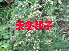 云南天冬種植合作社#天冬種子公司供應(yīng)銷售信息圖2