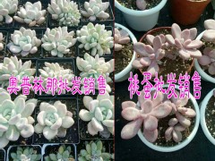 多肉植物基地品種齊全價格低的地方#圖3