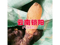 |云南的鎖陽質(zhì)量好嗎|鎖陽產(chǎn)地|內(nèi)蒙古鎖陽圖3