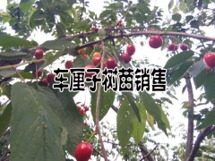 車?yán)遄訕涿缒募夜举u#昆明附近哪里有車?yán)遄臃N植圖1