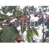 車?yán)遄铀N植技術(shù)資料和注意事項(xiàng)