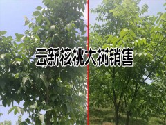 出售云新核桃大樹一批(規(guī)格直徑8-15公分圖2