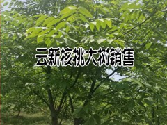 出售云新核桃大樹一批(規(guī)格直徑8-15公分圖3