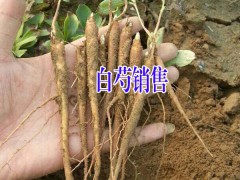 白芷種子多少錢？圖2