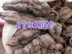 云南何首烏哪里多?四川何首烏種植戶批發(fā)價圖2