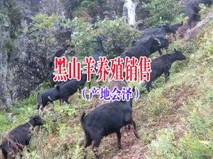 云南養(yǎng)30只黑山羊要多少錢|云南會澤哪里有黑山羊出售圖3