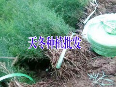 天冬種植戶銷售優(yōu)質(zhì)種子(苗)圖3