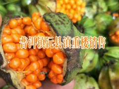 普洱產(chǎn)地滇重樓種子銷售#云南鎮(zhèn)沅滇重樓價(jià)格(育苗技術(shù))圖2