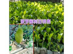 菠蘿蜜苗|海南葉成秀菠蘿蜜樹(shù)苗供應(yīng)商圖3