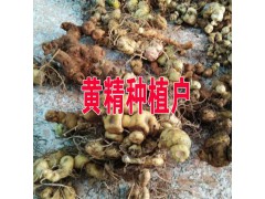 云南黃精多少錢?紅河屏邊哪黃精種植銷售圖2