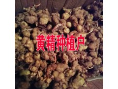 云南黃精多少錢?紅河屏邊哪黃精種植銷售圖3