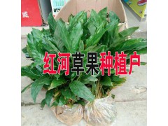 產(chǎn)區(qū)草果小苗哪里好#云南草果紅河哪里有苗賣圖3