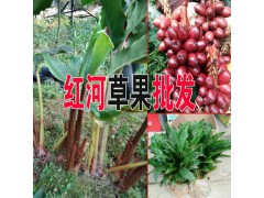 草果種苗_適合云南種植草果樹苗圖片_草果產(chǎn)地圖3