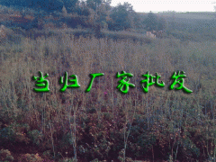 建水當(dāng)歸哪家好_中藥材種植基地圖2