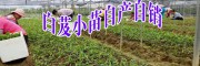 白芨苗_云南白芨苗_白芨小苗批發(fā)市場價多少