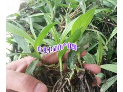 云南白芨育苗技術(shù)資料+白芨小苗銷售點(diǎn)(公司)圖2