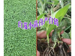 云南白芨小苗多少錢(qián)+瑞麗白芨基地信息圖2