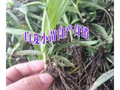 云南白芨小苗哪家好+大理/麗江/德宏白芨小苗育苗示范地圖1