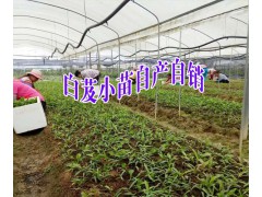 云南白芨小苗哪家好+大理/麗江/德宏白芨小苗育苗示范地圖2