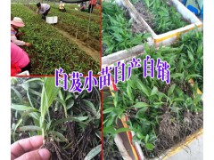 云南白芨小苗哪家好+大理/麗江/德宏白芨小苗育苗示范地圖3