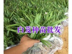 大理/楚雄/保山白芨小苗批發(fā)市場(chǎng)在哪里?+大理圖3