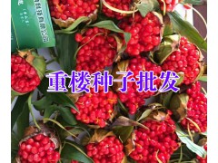 大理重樓多少錢_云南滇重樓種植基地信息圖2