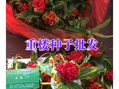 紅河/大理/保山七葉一枝花多少錢(qián)?大理振軒生物科技有限公司圖2