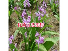 云南大理白芨種植基地_大理洱源哪里有白芨種植圖3