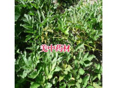 羌活藥材收購點&云南哪里有羌活種植銷售圖2